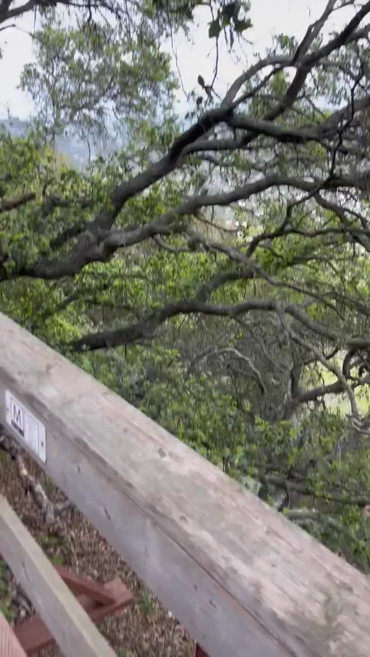 I love sucking dick outdoors - free porn video