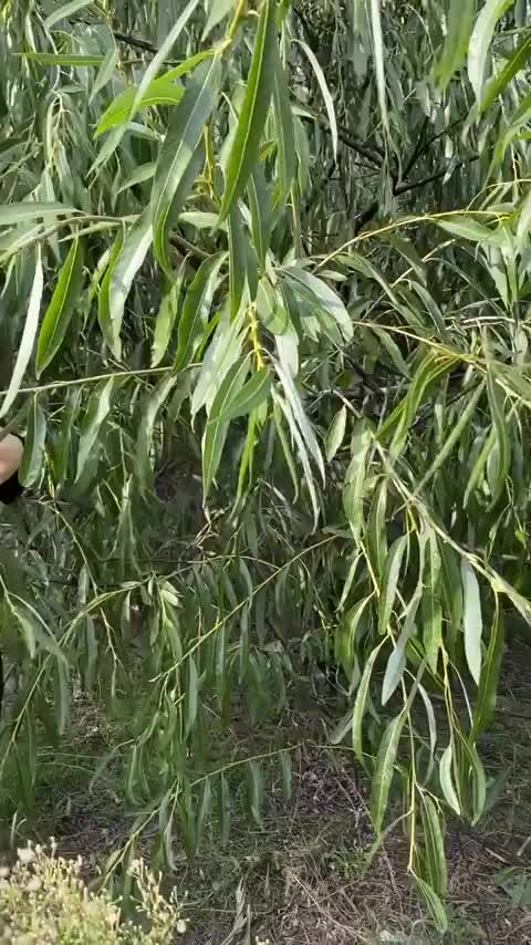 fuck me in the woods? - free porn video