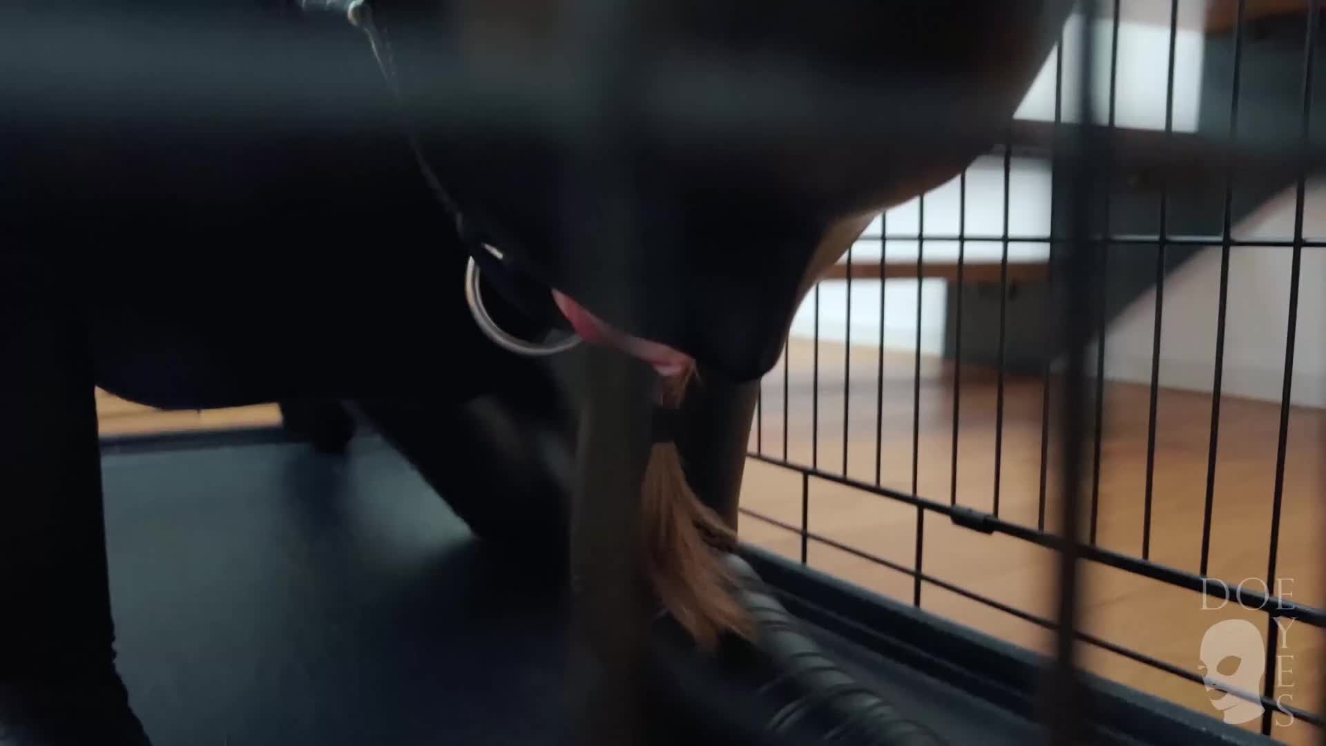 Staying in the cage until being useful - free porn video