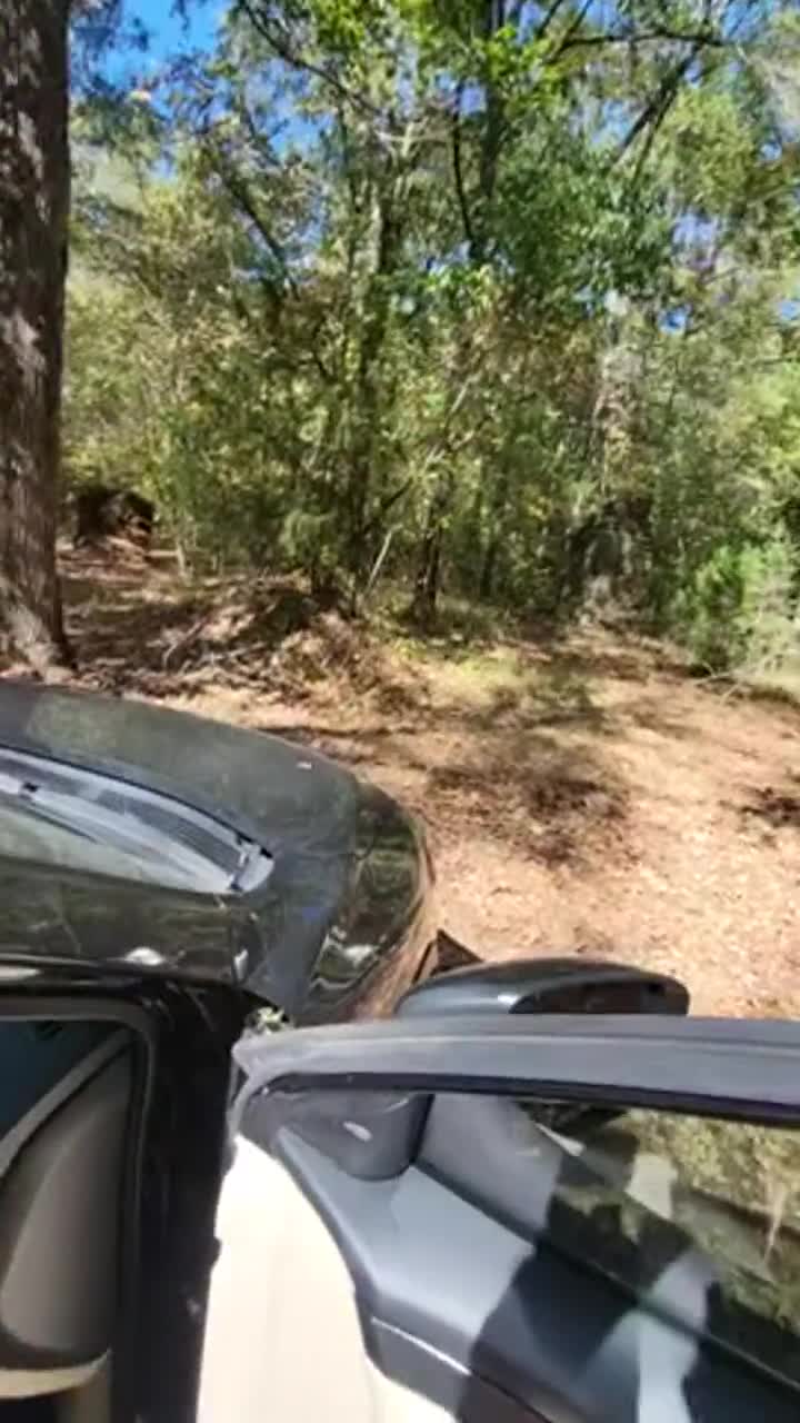 Does a bull fuck in the woods? - free porn video