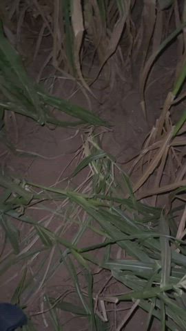 The corn maze is the best place to give head - free porn video