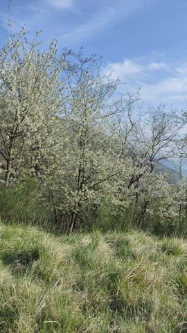 Hiking with his parents, they were looking for us for an hour, i was sucking him - free porn video