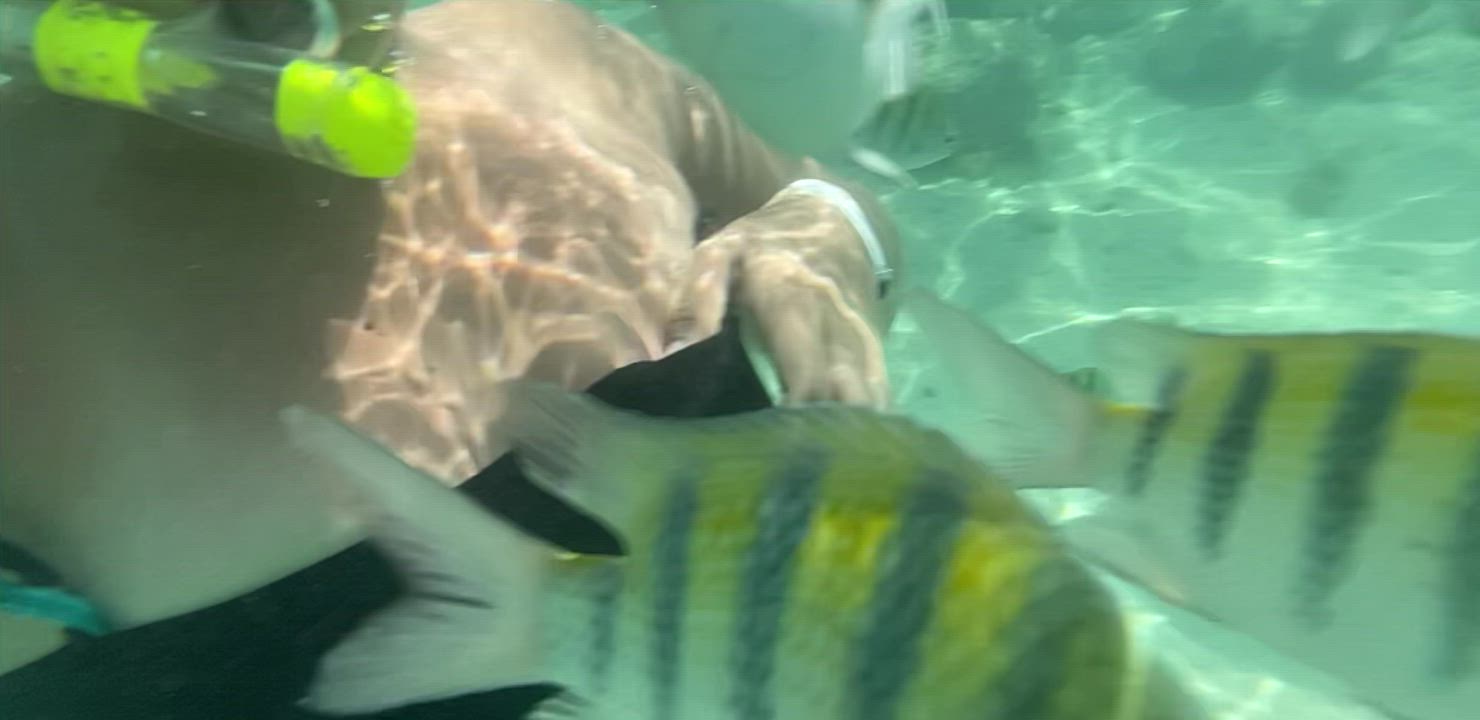 A little snorkeling titties [oc] [gif] - free porn video