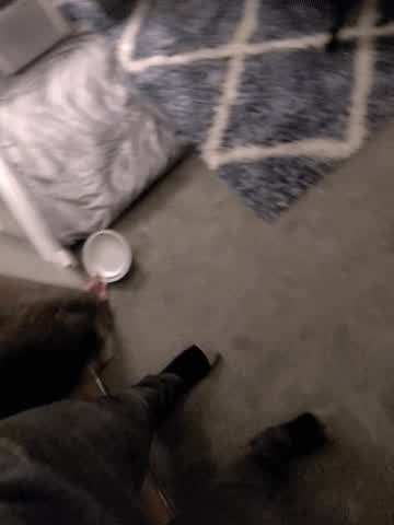 A cute pet always enjoys being walked on a leash ⛓️ [F] [M] - free porn video