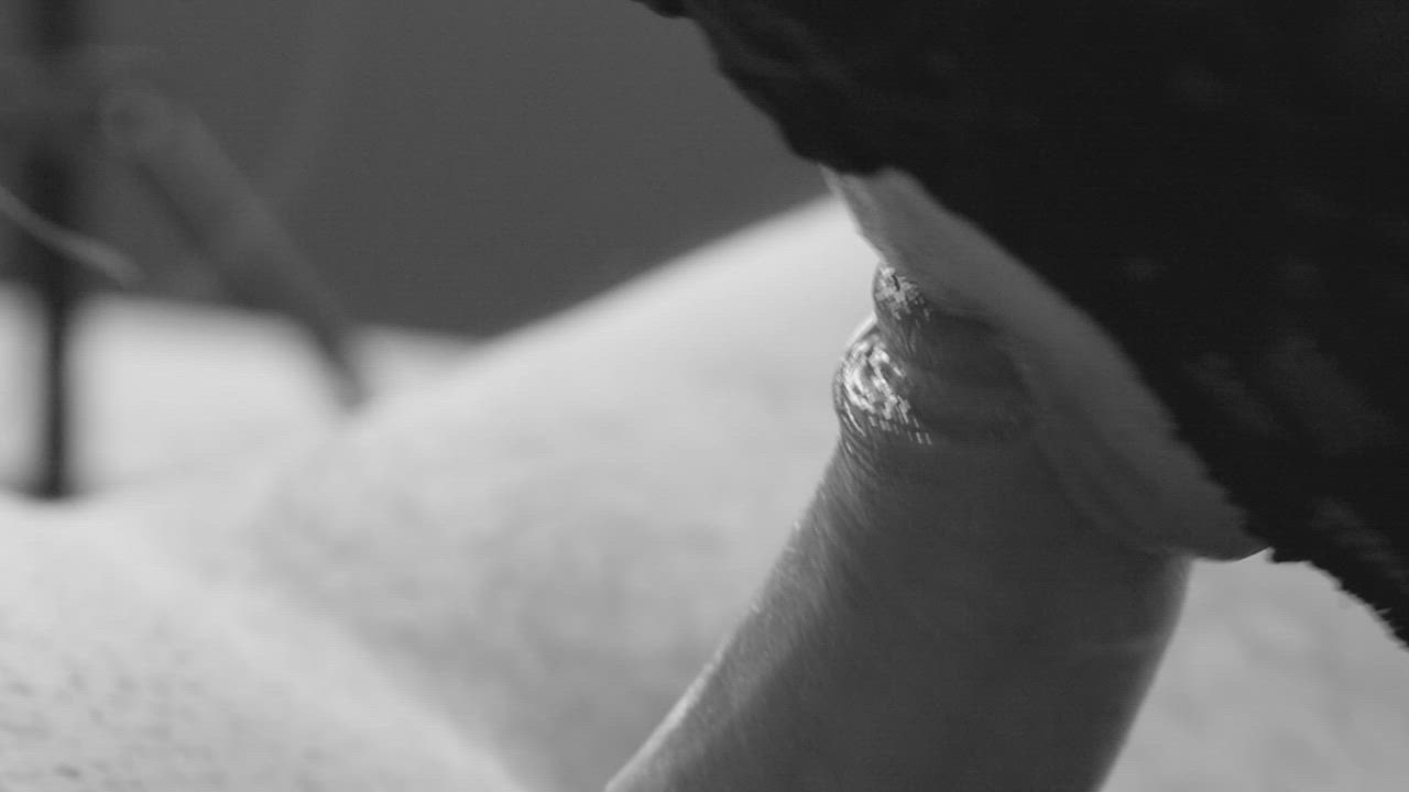 [M+F] Trying out some artsy ASMR cock suckery :D - free porn video